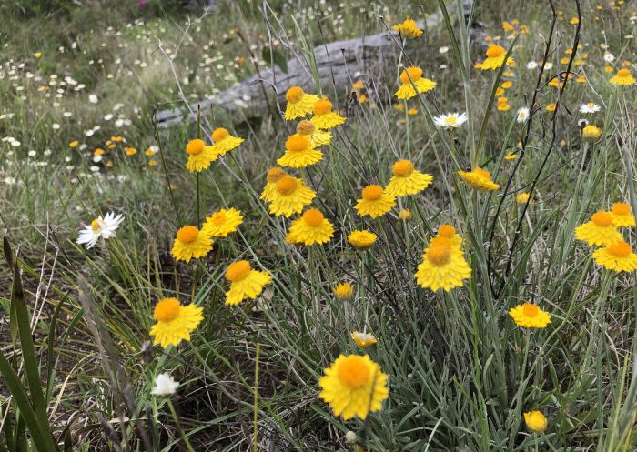 Everlasting daisies, Redlands Hill Reserve - Jessica Stokes Everlasting daisies at Redlands Hill Reserve near Corowa in Murray, Country NSW