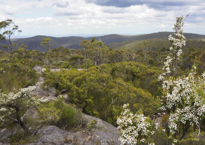 Wentworth Falls to Murphy's Glen at Ingar campground, Wentworth Falls - Credit: Stephen Alton/DPE Wildflowers and heath at Wentworth Falls to Murphy's Glen via Ingar campground, Wentworth Falls