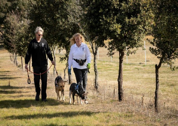 L'Air du Wombat Truffles, Oallen - Credit: Janine Fabre Couple walking with dogs for truffle hunting, L'Air du Wombat Truffles, Oallen - Credit: Janine Fabre