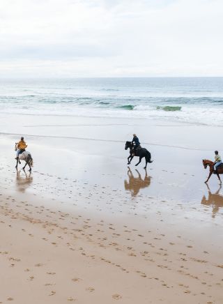 Aerial shot of horses on the beach with Zephyr Horses, Byron Bay