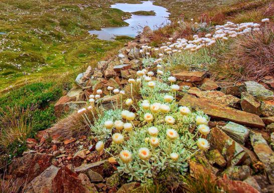 Main Range walking track at Kosciuszko National Park, Snowy Mountains